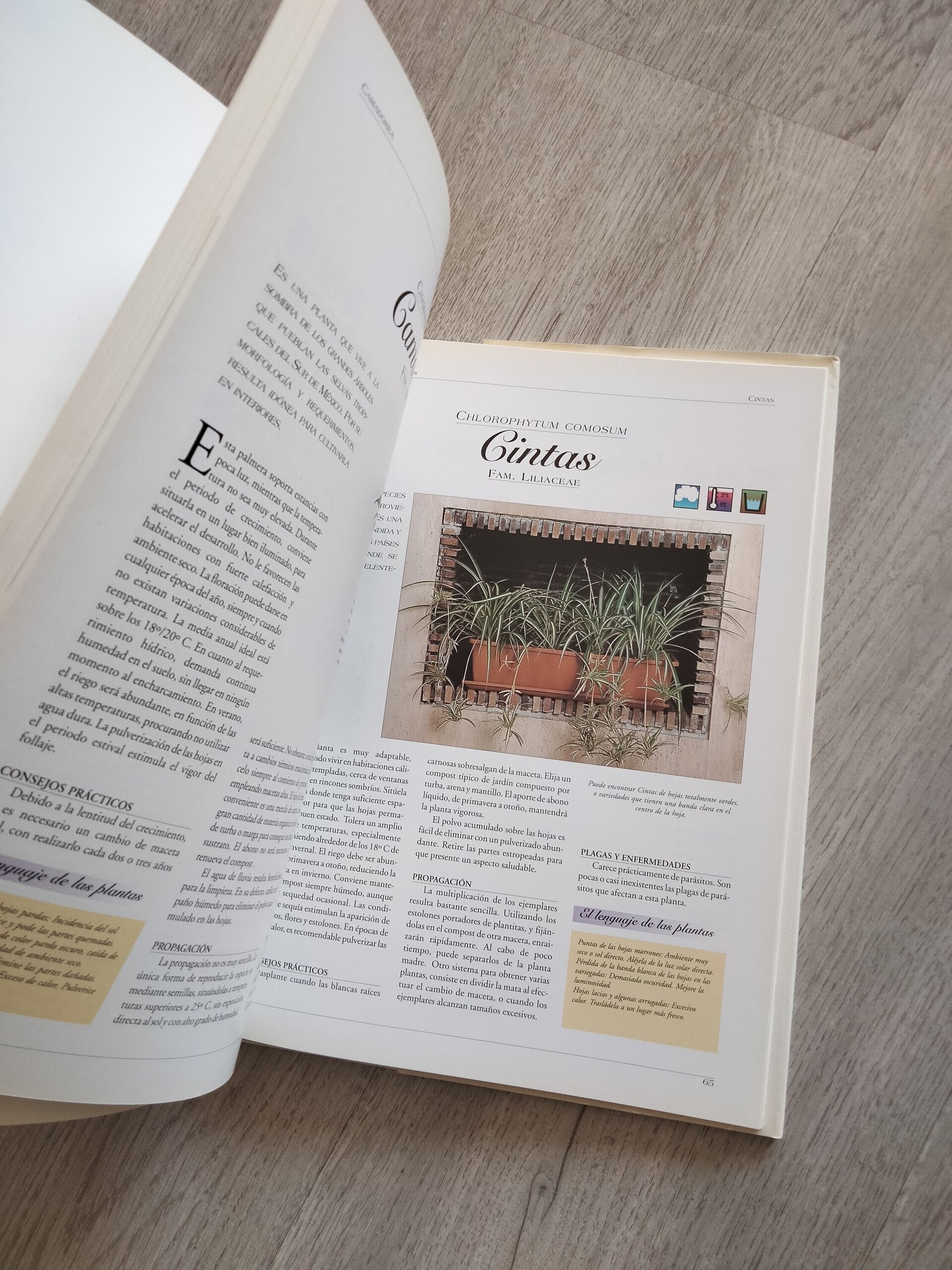 Todas las plantas de interior - libro - 8