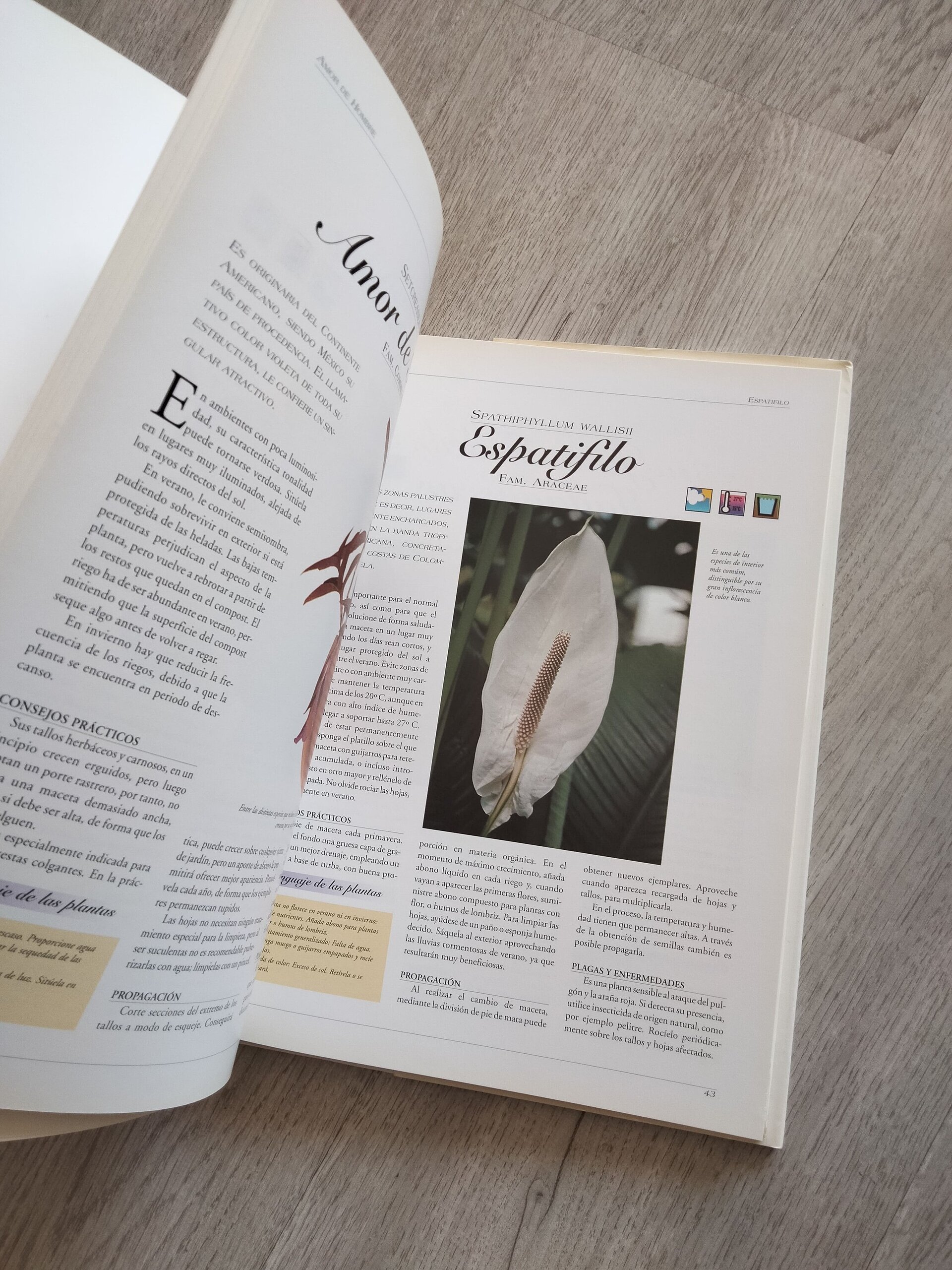 Todas las plantas de interior - libro - 9